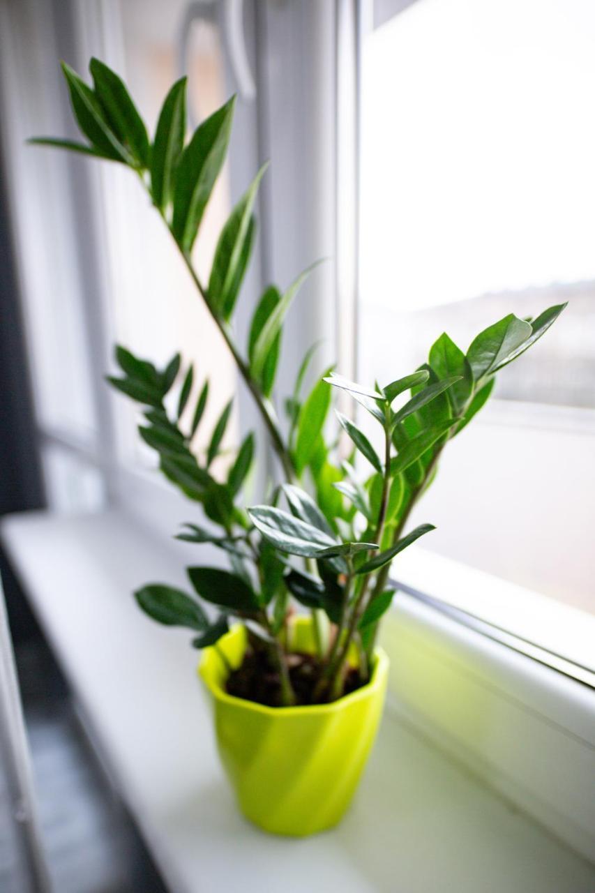 Szczecin Owl Apartment Kültér fotó